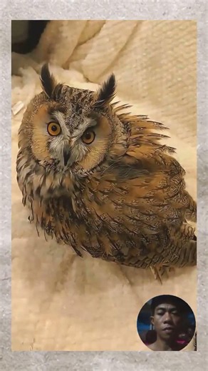 Such a healing moment with this little owl