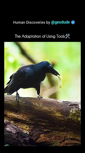 @geo.dude_ on Instagram: "Crows are good at using tools because of their high intelligence and problem-solving ability — similar to that of great apes. Here’s why they’re so skilled: 1. Large brain size 🧠 Crows have one of the largest brain-to-body ratios among birds. Their brain’s structure (especially the nidopallium) functions much like the human prefrontal cortex, which handles planning and reasoning. 2. Strong memory They can remember cause-and-effect relationships — for example, which sti