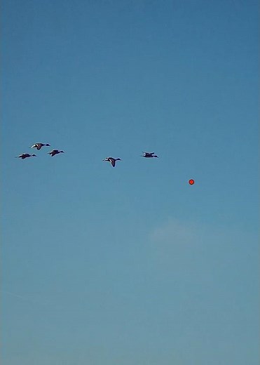 Watch these beautiful flock of mallards, I adjusted my camera after ! #duckhunting #hunting #duck