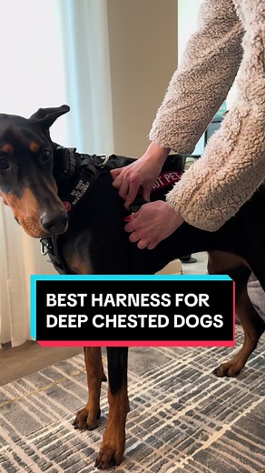 Here is the only harness that fits deep chested dogs, specifically dobermans!! I love how it has 7 adjustable points. It makes it so easy to get a good fit on my doberman. This harness is from @Säker Canine - ascension extended harness. And guess what? It’s also crash tested. #sakercanine #harness #dobermanharness #deepchesteddogs #doberman #dobermanpinscher #dobermans_of_tiktok #puppy #dogharness #crashtestedharness #crashtest #crashtestedkennels #doggear #dogclothes #dogplaying #dobermanpuppy 