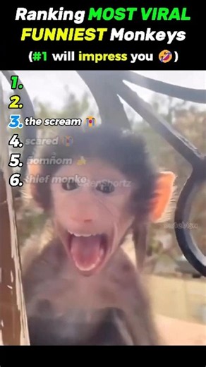 Ranking Funniest Monkey Moments (They All Deserved #1) 🤣🤣