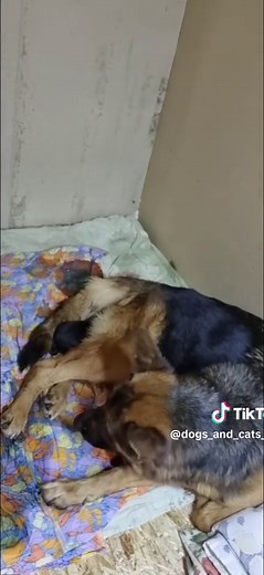 German Shepherd Giving Birth: Part 12 of the Journey