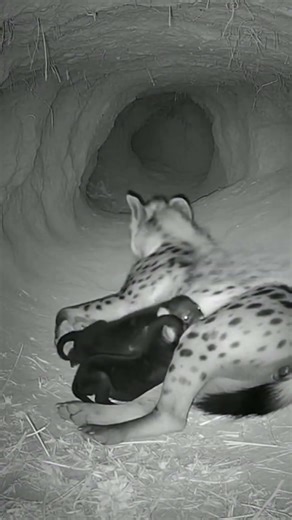 🟢😱 Night Vision SHOCK: Camera Captures LIONESS Ambush in Hyena Den — Shocking Real Footage!