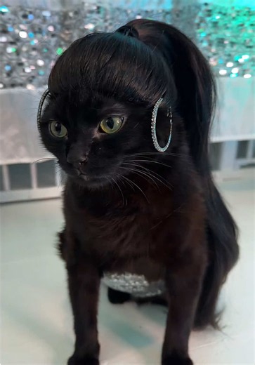 Glistening ✨🐈‍⬛ #aerialcontortion #blackcatsoftiktok #katseye #viral #fyp