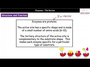 A Level Biology - 2.1.4.1 - Enzymes Summary