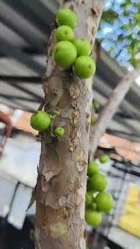 LIBURAN ASIK DI RUMAH AJA, PANEN ANGGUR BRAZIL #buahbuahan #anggurbrazil #liburan