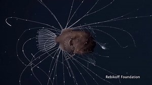 Underwater footage shows deep-sea anglerfish mating