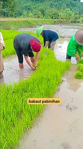 babaut pabinihan | Bani Bani