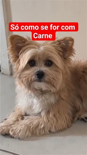 Cadê a CARNE!!! #humor #cachorro #shorts