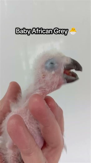 Most people got this wrong 😅 Baby African Grey reveal 🐣🦜