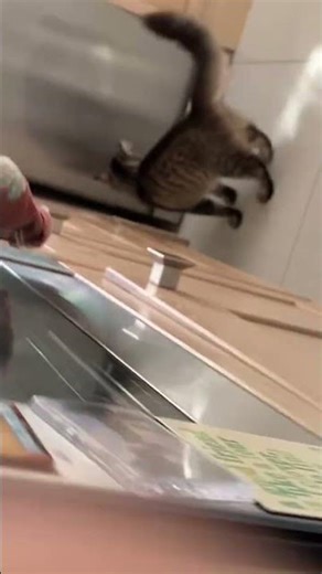 Cat chasing light #viral #cat #funnyshort #kitten