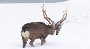 Buck Rips Head Off Another Deer With Antlers