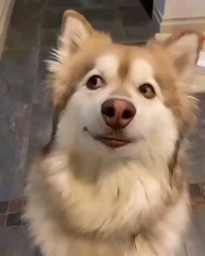 Funny Animal Reels | Daily Pets videos on Instagram: "So cute😍 Press ❤ and share with your friends! ⠀⠀⠀⠀⠀⠀⠀⠀⠀⠀⠀⠀ ➡️ FOLLOW @animal.funny.videos😼 ➡️ FOLLOW @animal.funny.videos😺 ➡️ FOLLOW @animal.funny.videos😹 ⠀ ⠀⠀⠀⠀⠀⠀⠀⠀⠀⠀⠀⠀⠀⠀⠀⠀⠀⠀⠀⠀⠀⠀ ⠀⠀⠀⠀⠀⠀⠀⠀⠀⠀⠀⠀ ⠀⠀⠀⠀⠀⠀⠀⠀⠀⠀⠀ 📷 Credits: @unknown Tag the creator, or contact us! ⠀⠀ ⠀⠀⠀⠀⠀⠀⠀⠀⠀⠀⠀⠀⠀⠀⠀⠀⠀⠀⠀⠀ ⠀⠀ ⠀⠀⠀⠀⠀⠀⠀⠀⠀⠀⠀⠀⠀⠀⠀⠀⠀⠀⠀⠀⠀⠀⠀⠀⠀⠀⠀⠀⠀⠀⠀⠀⠀⠀⠀⠀⠀⠀⠀⠀⠀⠀⠀⠀⠀⠀ -------------------‐-----------‐------------------------------------------ #supercute #cutiest #cuteanimal #cu