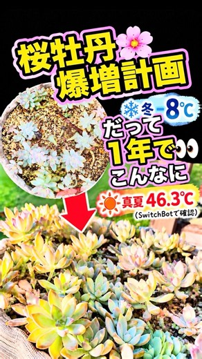 真夏46.3℃・極寒−8℃をものともしない！増え続ける桜牡丹の驚異の生命力🌸【多肉寄せ植え】