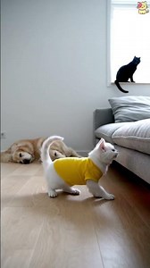 unforgettable moments kitten eric life laser light madness #animation #kittenlife #mamacat