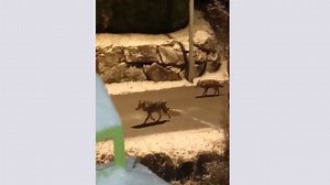 Une meute de loups à Modane (Savoie)
