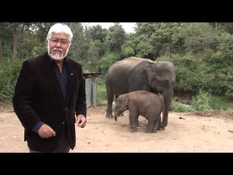 Breaking the Chain that holds Our Mind - Elephant and chain Part 1 of 3