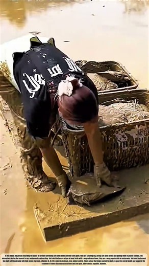 Harvesting The Remaining Turtles in The Pond: The Big Guys Always Hide Very Carefully