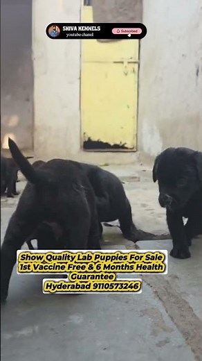 #labradorretriever Puppies for Sale by Breeders #dogbreed