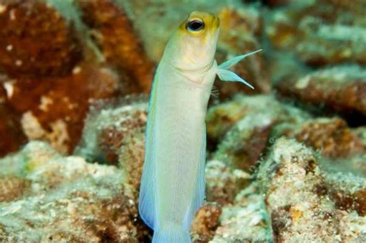 Yellowhead Jawfish Care Guide: tank size, feeding & more