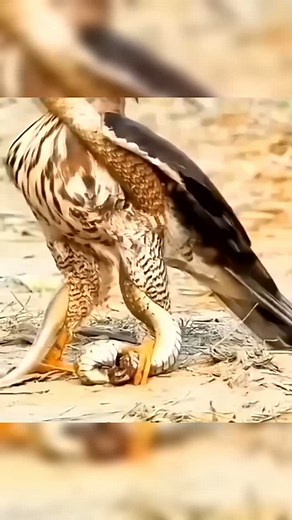 Lilitan ular #duniahewan #pemula | Maryono Maryo Onoy