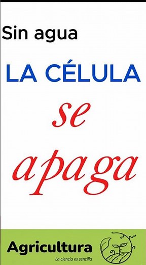 Qué pasa cuando una célula vegetal pierde agua? 💧🌿 (Respiración celular explicada)”