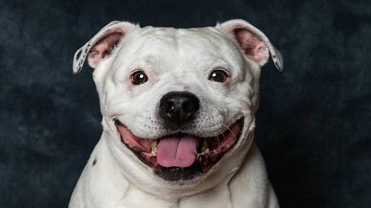 A Comprehensive Guide to the Staffordshire Bull Terrier: History, Care, and Training