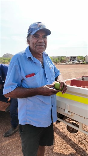 NAILSMA on Instagram: "Despite tough conditions, the team delivered! Nyikina Mangala Ranger Raymond Charles used his pig trap and mangoes to bring in the pigs 🥭 During a week of on-ground work 👣 and aerial observation 🚁, the team successfully and safely collared three pigs, building vital knowledge to improve future control efforts. Collars for pig monitoring are high-tech GPS tracking devices fitted to feral pigs to study their movements, habitat use, and behaviour, helping to manage this in