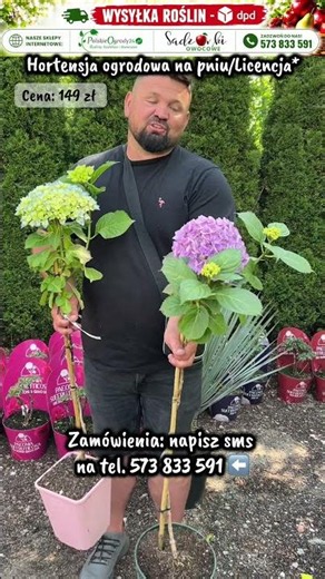 🌸 Wygląda jak kwitnące drzewko! Hortensja ogrodowa na pniu Premium 😍