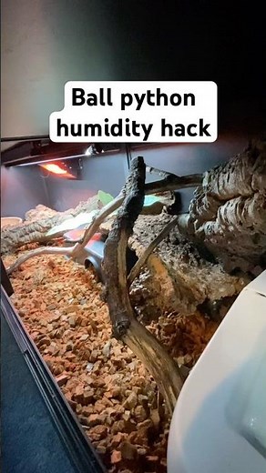 The Easiest Way to Keep Ball Python Humidity Up!
