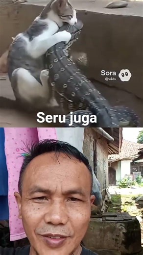 Asik juga lihat kucing yang lincah#shorts #viral #trending
