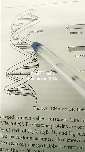 double helix structure of DNA