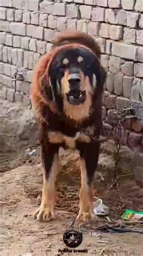 Top 5 indian dog breeds😱 #dogs #ytshorts #shorts #new #indiandog
