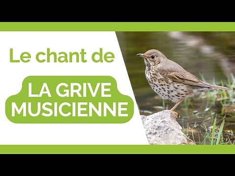 Le CHANT de la GRIVE MUSICIENNE