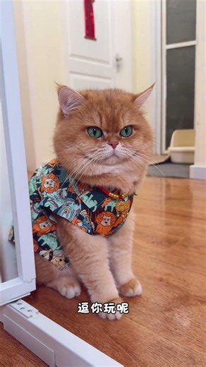 Yuanbao: Being your cat is really not easy! #cat #MeowBrotherIsANewbie #pets #CatDailyLife #cat