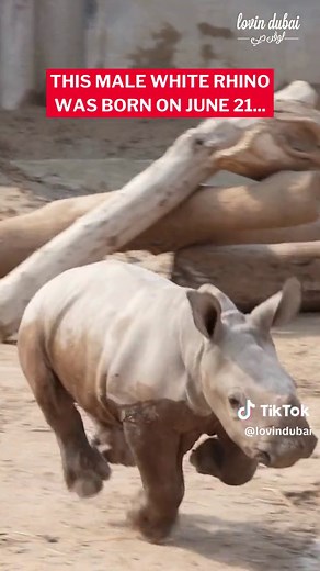 Meet Dubai Safari Park's Newest Additions - Moo Deng the White Rhino!