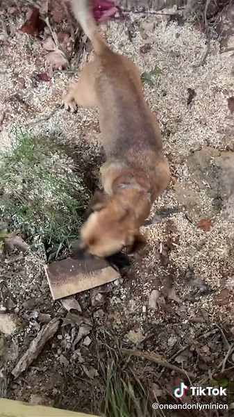 Farm Dog Training with Minion: A Unique Farmhand