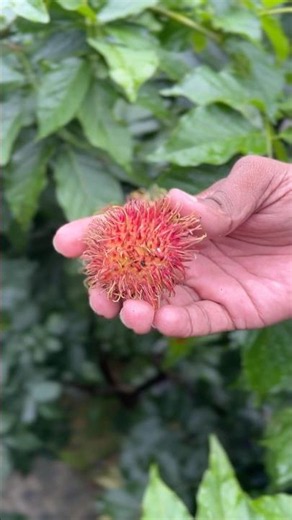 How to Cut Rambutan Fruit Fast & Easy | How to Peel and Cut Rambutan Fruit in Seconds #rambutan