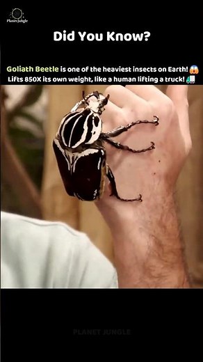Goliath Beetle: The World’s Heaviest Insect! 😱🐞 #goliathbeetle #animalfacts #insects