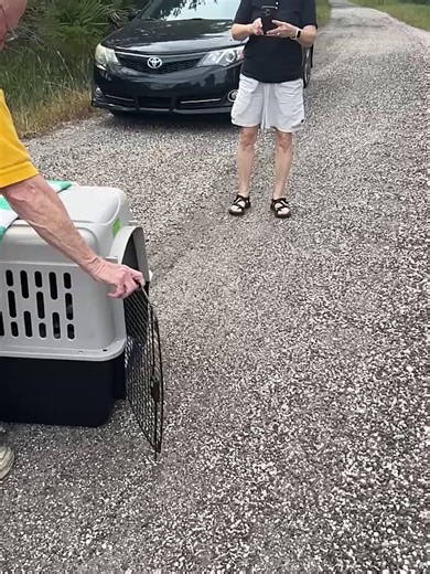 In September, a JEA employee noticed an adult red-tailed hawk struggling with what appeared to be an injured wing. He contacted JEA’s environmental scientists, and with guidance from the Florida Fish and Wildlife Conservation Commission, our landscaping crew and environmental team worked together to safely secure the hawk. Their patience and care ensured the animal wasn’t further stressed or harmed. Because she was found on Island Drive, they named her Isla. Isla was taken to Lesley Royce of The