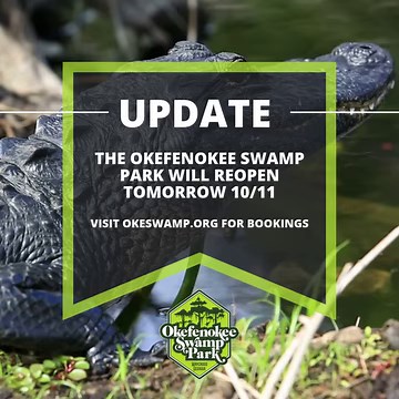 It's time to grab your tickets to explore the Okefenokee with us. We are reopening tomorrow, October 11th! As our community rebuilds and recovers from the storms, one of the best ways to show your support is by planning a visit to the Okefenokee. Stay in nearby cozy hotels, savor meals at locally-owned restaurants, and discover unique treasures at boutiques. Every visitor makes a difference in rebuilding our local economy and lifts our community spirit! We can't wait to see you! | Okefenokee Swa