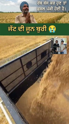 ਜੱਟ ਦੀ ਜੂਨ ਬੁਰੀ 😭#punjab #punjabi #bhagwantmann #government #farmers #crops #bhagwantmann #hail