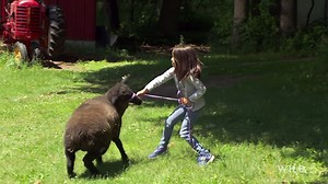 199K views · 391 reactions | Myia's little lamb got its tongue stuck in a chipmunk trap, so Dr. Brenda stops by to give a diagnosis. | National Geographic Animals | Facebook