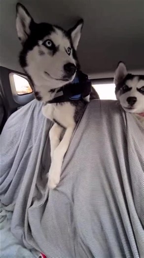 Funny Husky Makes Engine Noises | Cute Dog Video