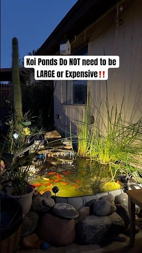 Cheap RENTER Friendly Koi Pond Setup 🐟 #koipond #aquarium #pondlife #diypond #fishkeeping #koifish