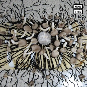 1M views · 1.1K reactions | Actor Luke Perry was reportedly buried in a biodegradable mushroom suit | NowThis Earth | Facebook