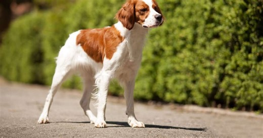 4 características do cachorro da raça spaniel bretão