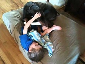 Princeton The Big Red Doberman