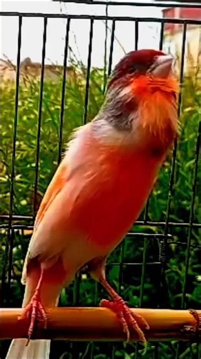 تغريد كناري هائج/ Canary bird singing #تغريد_الكناري #Singing_bird_canary #Canary #عالم_الطيور