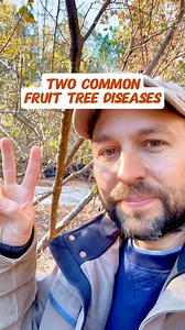 11K views · 293 reactions | Do you know these fruit tree diseases? 濫...